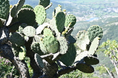 Opuntia velutina