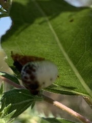 Mastophora cornigera