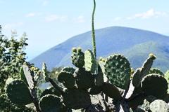 Opuntia velutina