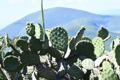 Opuntia velutina