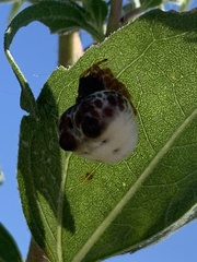Mastophora cornigera