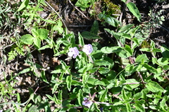 Priva grandiflora