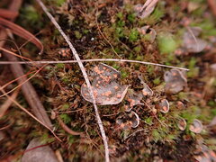 Illosporium carneum