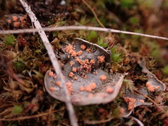 Illosporium carneum