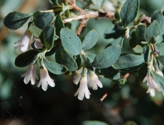 Symphoricarpos rotundifolius