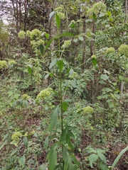 Patrinia scabiosifolia