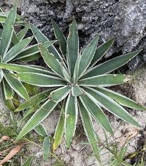 Agave sisalana