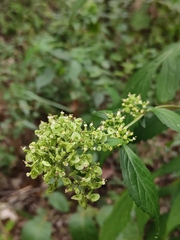 Patrinia scabiosifolia