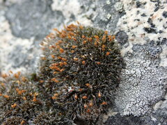 Coscinodon calyptratus