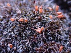 Coscinodon calyptratus