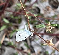 Echinargus isola
