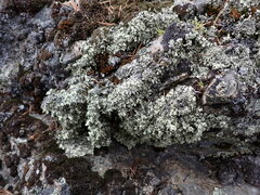 Xanthoparmelia wyomingica