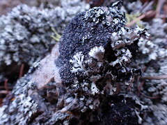 Xanthoparmelia wyomingica