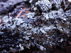 Xanthoparmelia wyomingica