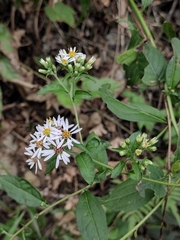 Aster ageratoides
