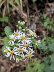 Aster ageratoides