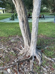 Coccoloba diversifolia