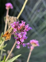 Atalopedes campestris