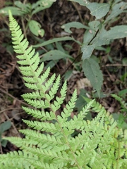 Microlepia pseudostrigosa