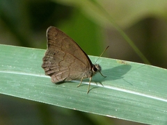 Euptychiina