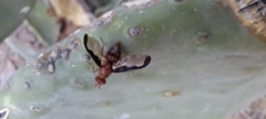 Otitinae