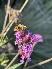 Atalopedes campestris