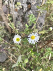 Erigeron annuus