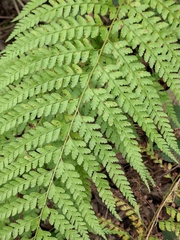 Microlepia pseudostrigosa