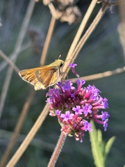 Atalopedes campestris