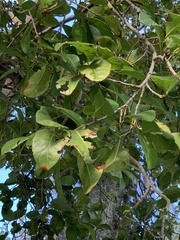 Coccoloba diversifolia