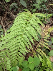 Microlepia pseudostrigosa