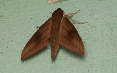 Theretra sumatrensis