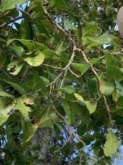 Coccoloba diversifolia