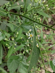 Aster ageratoides