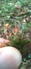 Mycena acicula