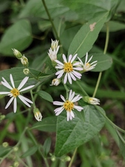 Aster ageratoides