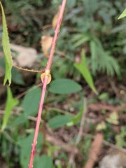 Persicaria senticosa