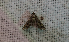 Diasemiopsis ramburialis