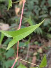 Persicaria senticosa
