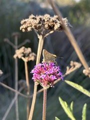 Atalopedes campestris