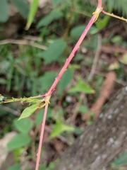 Persicaria senticosa