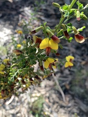 Bossiaea obcordata
