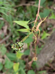 Persicaria senticosa