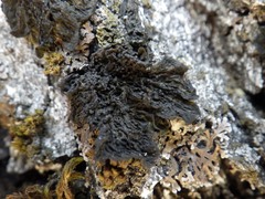 Collema nigrescens