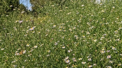 Symphyotrichum divaricatum
