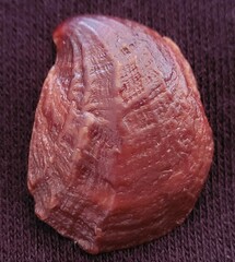 Bostrycapulus aculeatus