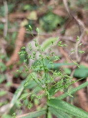 Panicum bisulcatum