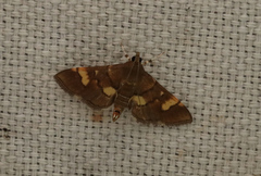 Spilomelinae