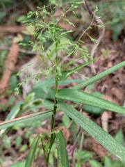 Panicum bisulcatum