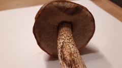 Leccinum
